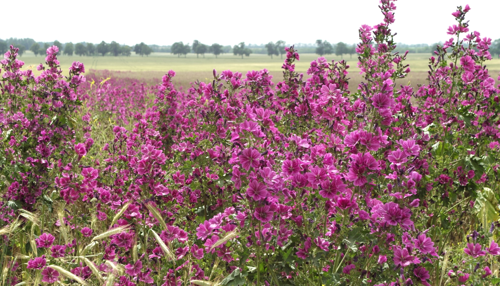 Kaltenborn Dorf mit Dorfdeich Mark Radler Notizen aus der Provinz